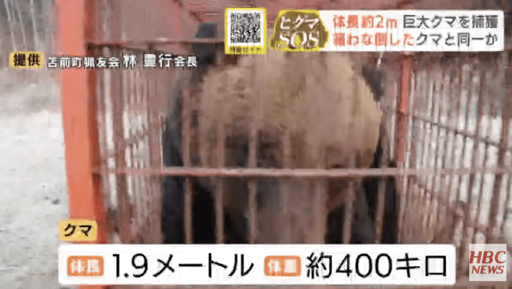 最新捕獲的棕熊經量度後，體長達1.9米，體重約380至400公斤，爪長達17厘米，體格之巨大在北海道亦屬少見。HBC NEWS畫面截圖