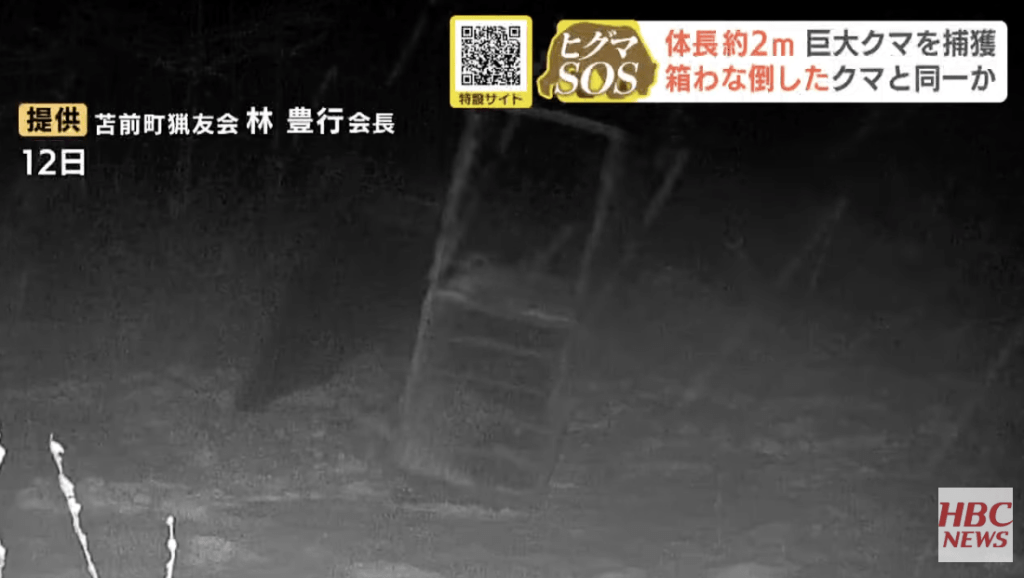 早前更有攝影畫面顯示，一頭棕熊在雪地上徘徊，面對重約300公斤、以鹿肉作誘餌的捕熊籠，不但沒有上當，反而以前爪輕鬆搖晃籠身，更直接將整個陷阱推翻後離去，被日本網民稱為「古惑熊」。HBC NEWS畫面截圖