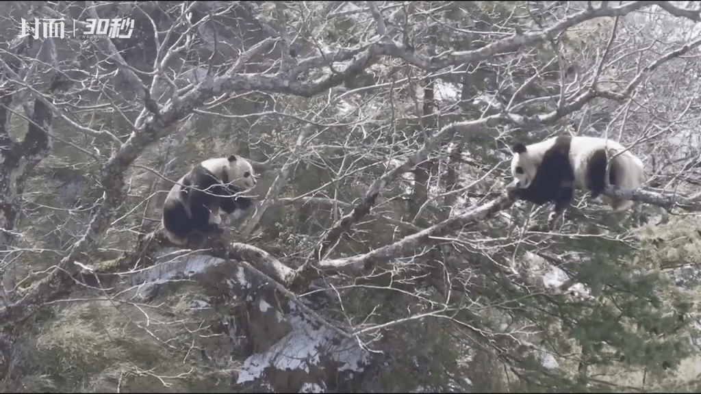 野生大熊貓在樹上調情，與大熊貓發情期到來有著十分密切的關係。