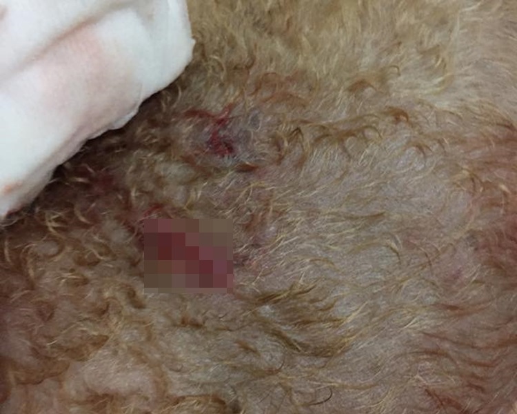 貴婦狗長宏邨兩遭惡犬咬。小白與小黑救救山上狗群圖片