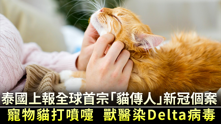案病中的寵物貓病毒量極高，並透過噴嚏傳染至獸醫。資料圖片
