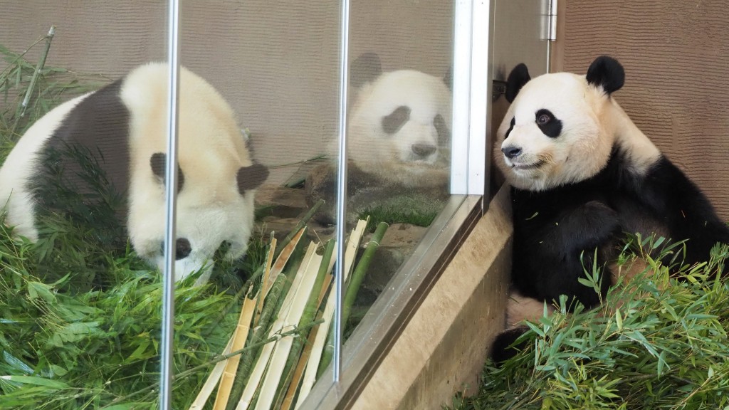 旅居日本和歌山县雄性大熊猫「永明」。 twitter图