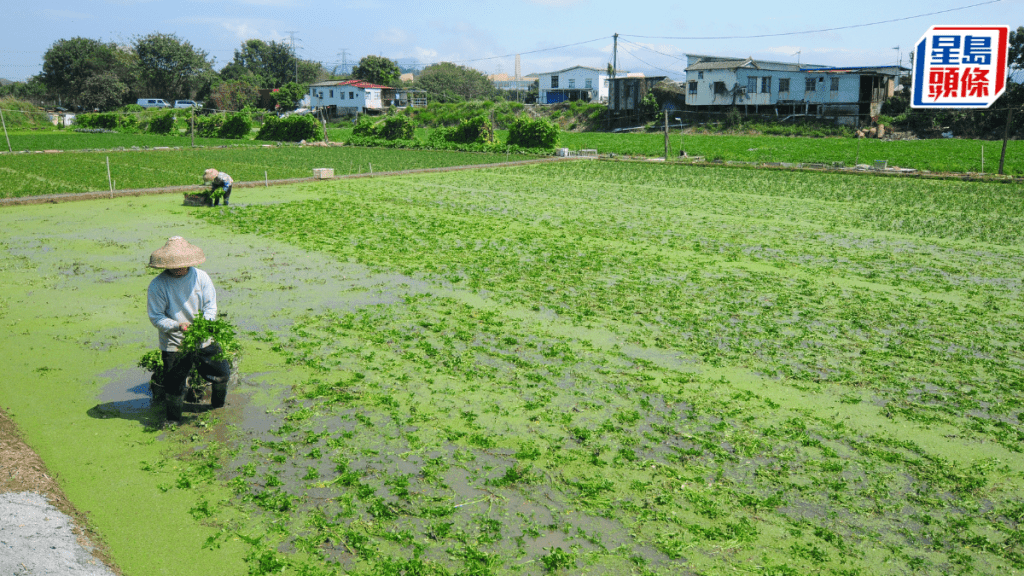 政府擬界定37個農業優先區 涉980公頃土地 位於北區元朗大埔離島