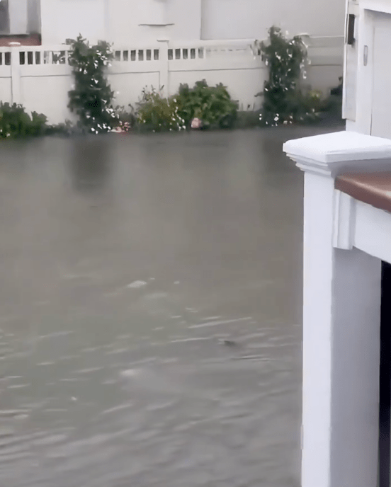 专家相信，风暴潮把巴尼加特湾海水推入瑟夫市，鲨鱼亦随水流被带到原本干涸的街道。X@pisklauren