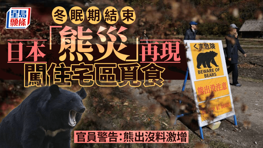 日本「熊災」再現！冬眠結束闖各地住宅區覓食 官員警告：熊出沒料激增