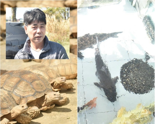 警方昨日在八鄉檢獲娃娃魚豹貓懶猴等大批動物