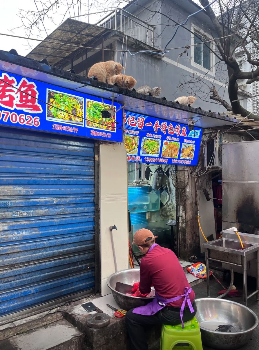 烤鱼店老板将鱼内脏放上屋簷，吸引猫咪到来。