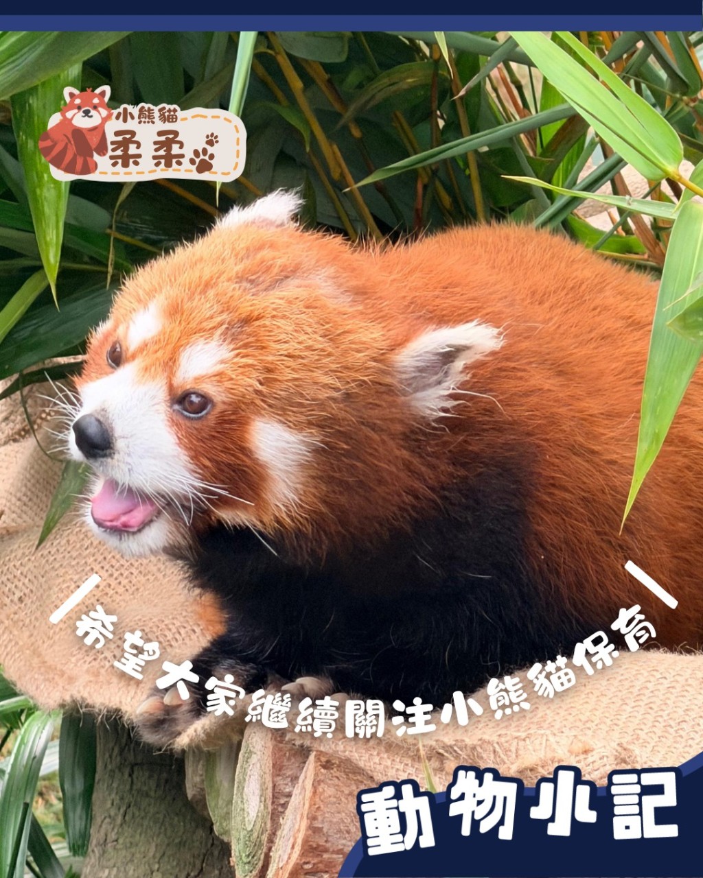 海洋公園今日（17日）在社交平台發文宣布，園內雌性小熊貓柔柔今日離世，享年17歲。