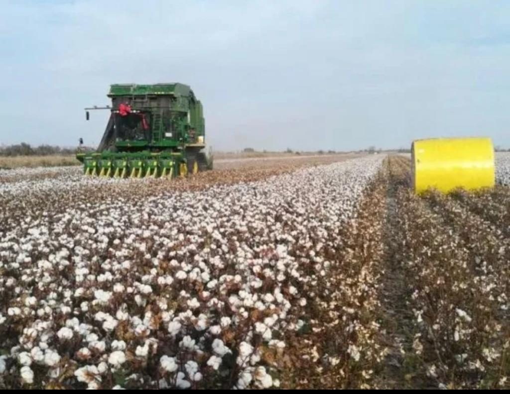 中國克服新疆地區不利自然條件，以現代化方式改革傳統農業。資料圖片