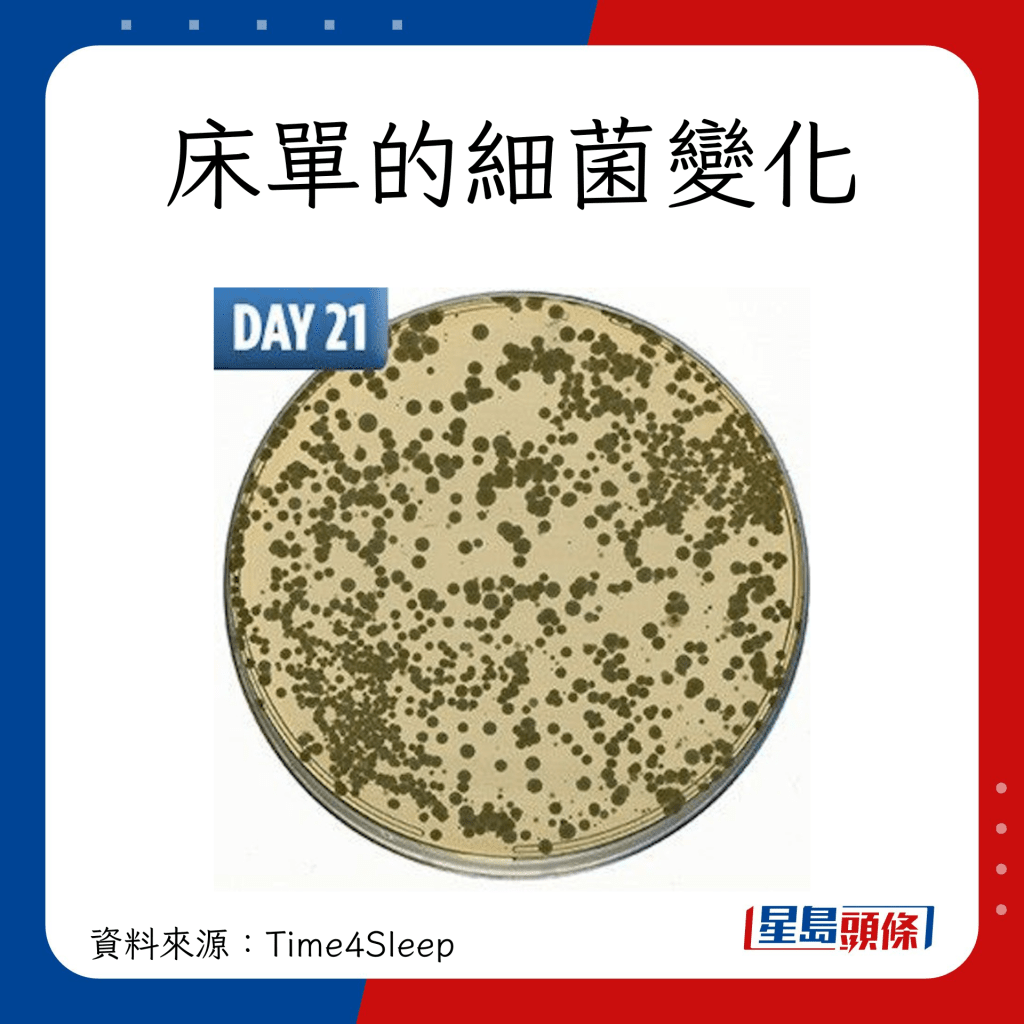 床單塵蟎細菌｜床單第21日的細菌量，三星期後更多更密集（圖片來源：time4sleep）