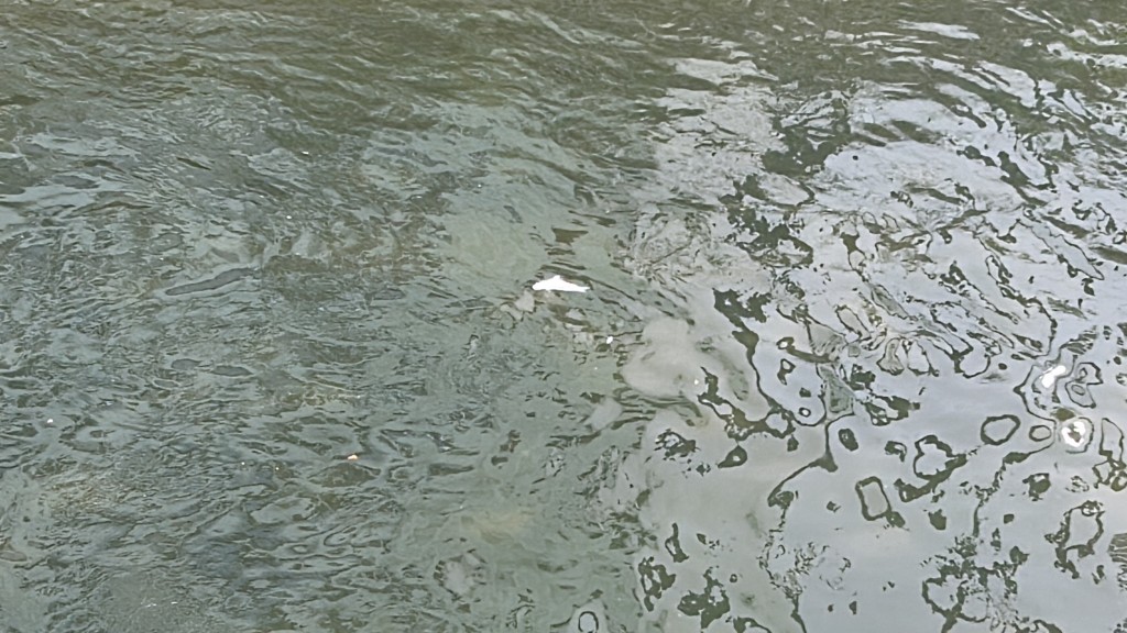 上周啟德河河面出現大量死魚。 上周啟德河河面出現大量死魚。