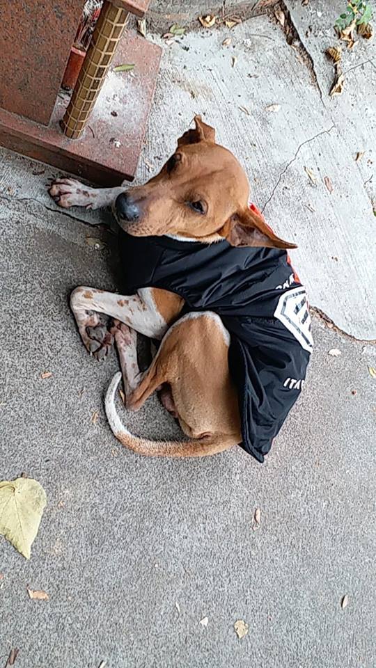 「香港動物報」圖片(左)。