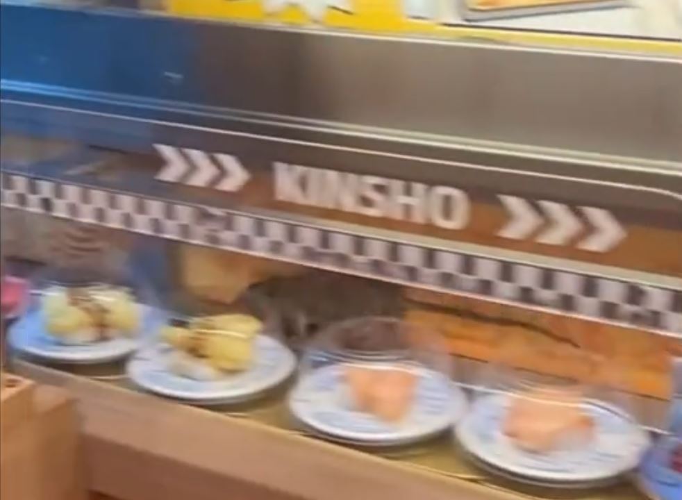 杭州金匠寿司的食物输送带惊现巨型老鼠。