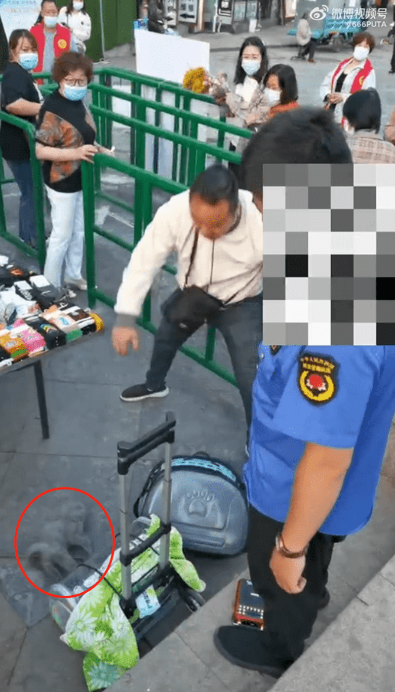 男子踩死受驚想逃走的小貓。網圖