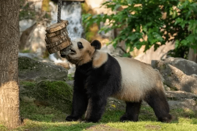 因疫情原因未能按期回國的旅法大熊貓「圓夢」，已經啟程返回中國。