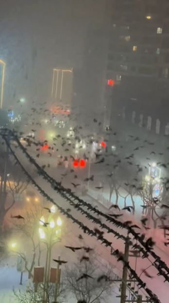 積石山縣地震前有大量烏鴉聚集在城區。影片截圖