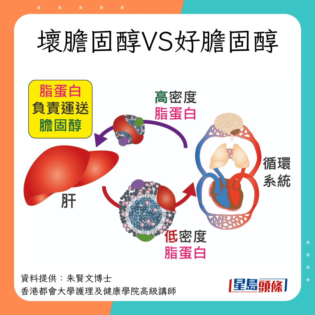 壞膽固醇VS好膽固醇