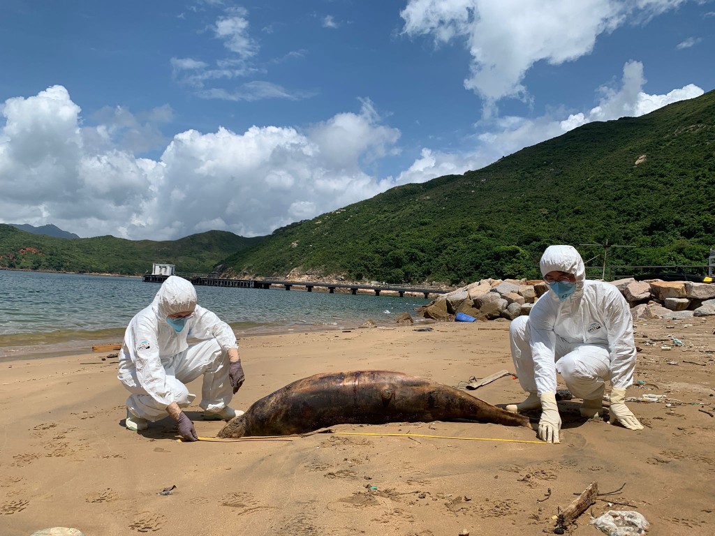 一条成年江豚在大庙湾滩搁浅。香港海洋公园保育基金提供