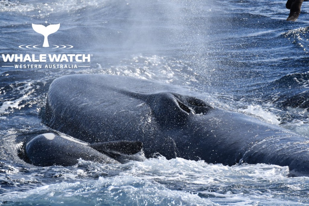 藍鯨漸漸體力不支,上水面換過最後一次氣後便葬身大海。Whale Watch Western Australia Facebook專頁圖片