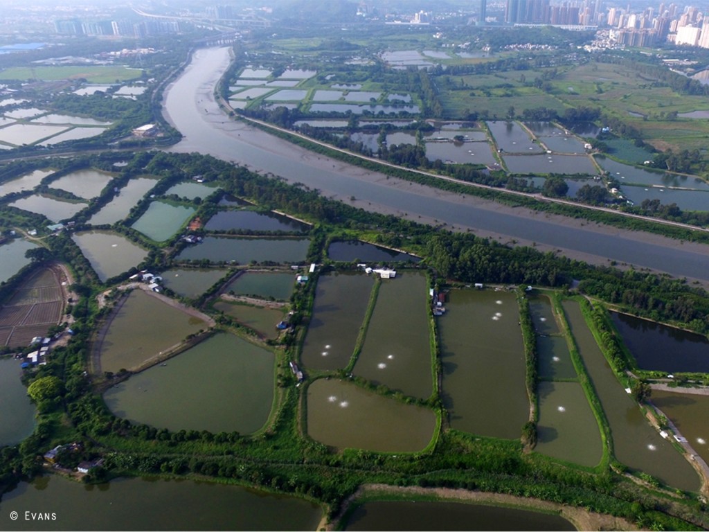 具國際重要性的后海灣濕地正面臨日益加劇的發展威脅。Evans攝 香港觀鳥會提供
