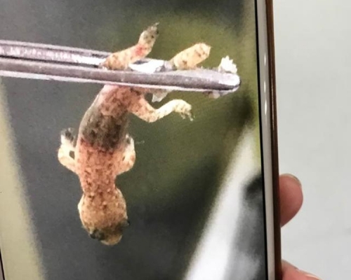 廣州男子午睡遭壁虎鑽進耳道，醫生表示第一次見此情況。(網上圖片)