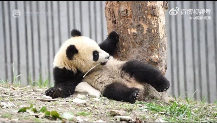 大熊猫「青糍」，一路走好！