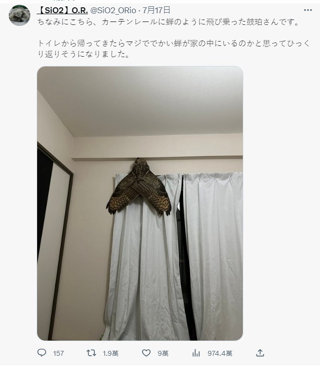 有日本網民晒相，指在家中發現一隻巨大的「黑蟬」，又有可能是「飛蛾」。