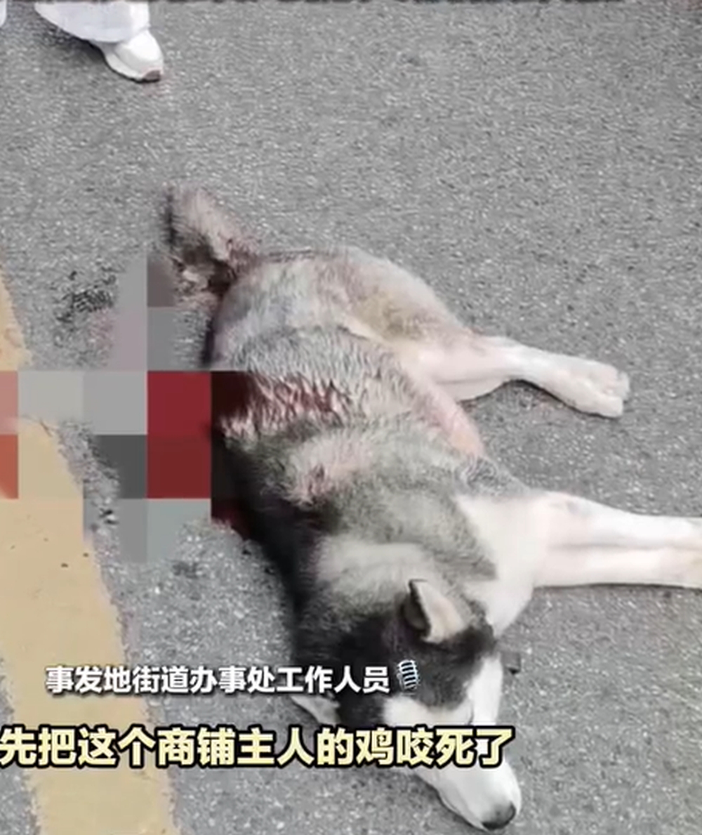 哈士奇被商店老闆斬傷,倒地不起。 哈士奇被商店老闆斬傷,倒地不起。