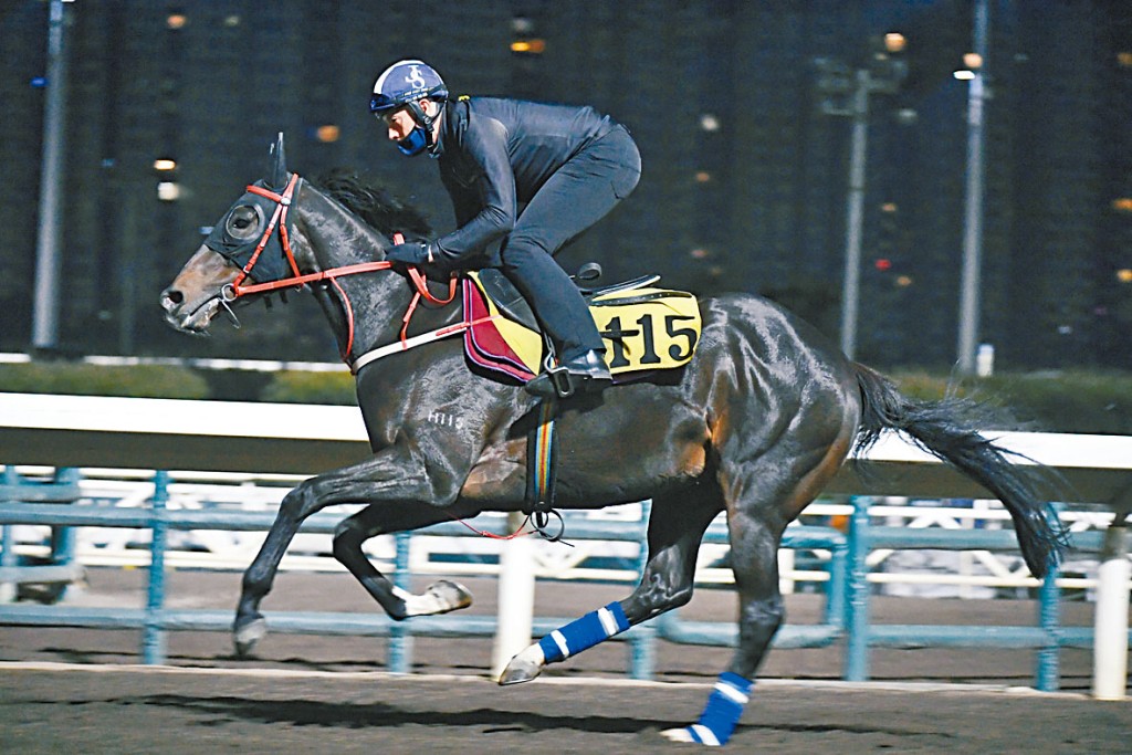 「红运帝王」近日试来走势爽劲，状态相当吸引。 