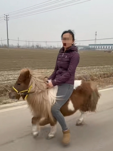 馬年將至,迷你馬在內地社交平台上爆紅。 馬年將至,迷你馬在內地社交平台上爆紅。