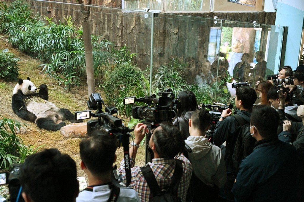 海洋公園大熊貓安安和可可傳媒率先拍攝見面：安安。蘇正謙攝