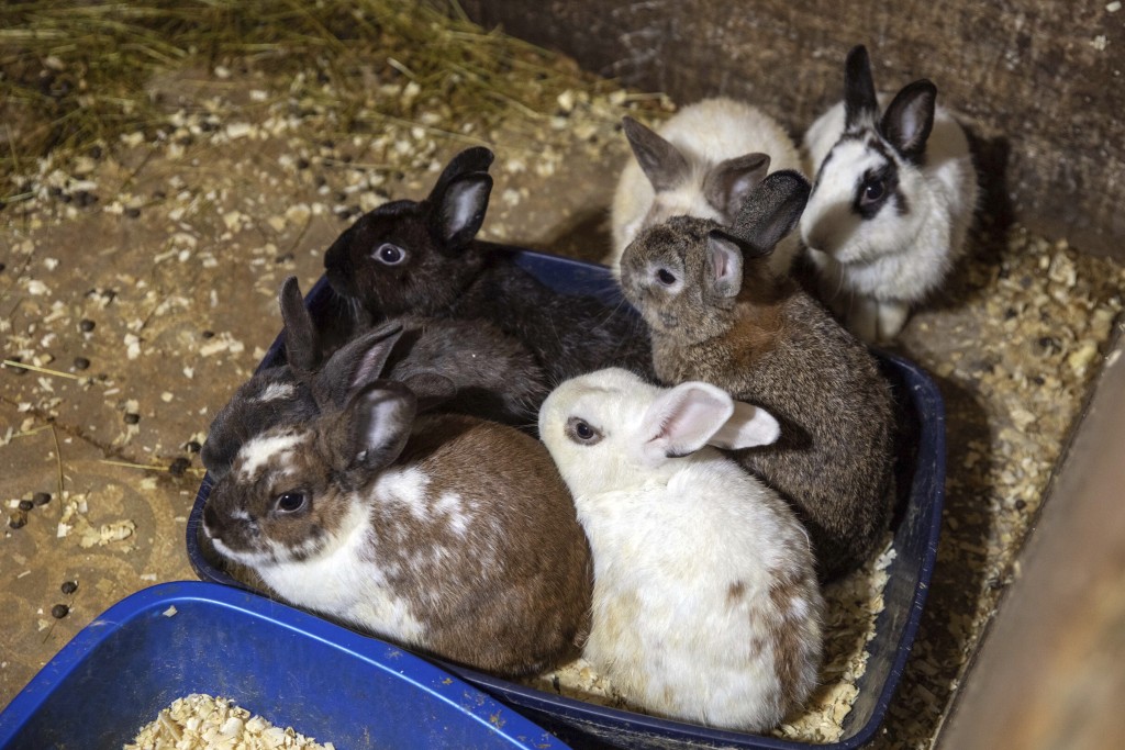 房内一共有118只兔子。