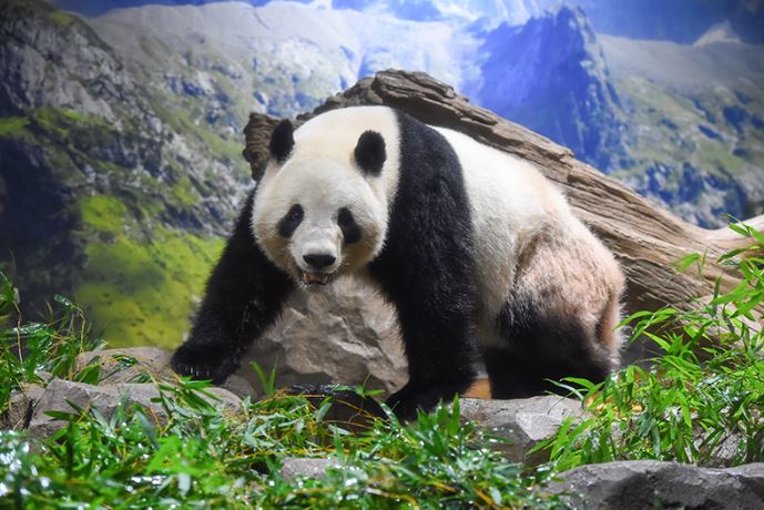 晓晓活动照片。上野动物园