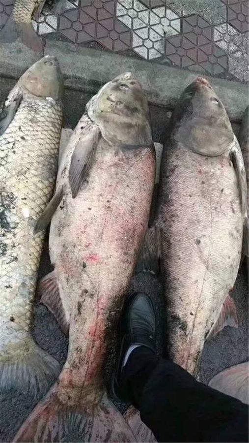 一條條大魚被排排在路邊。網圖