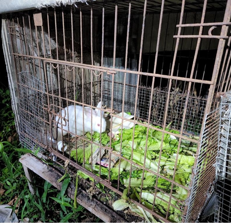 饲养兔子的铁笼内没有足够食水。 警方提供