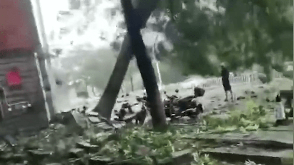 网传影片，泉州一大树被台风刮倒压住男子。