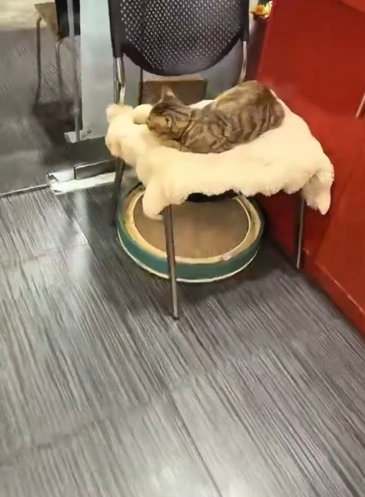 有網民飼養的貓咪外出玩耍被當作流浪貓，遭捉去絕育。微博