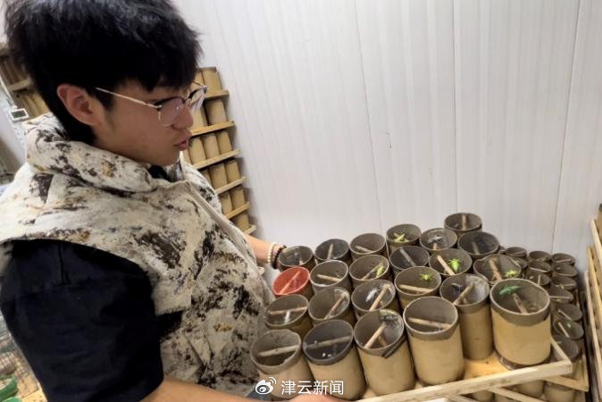 武新偉悉心繁殖蟈蟈及拍短片推廣,吸引不少鳴蟲玩家。津雲新聞 武新偉悉心繁殖蟈蟈及拍短片推廣,吸引不少鳴蟲玩家。津雲新聞