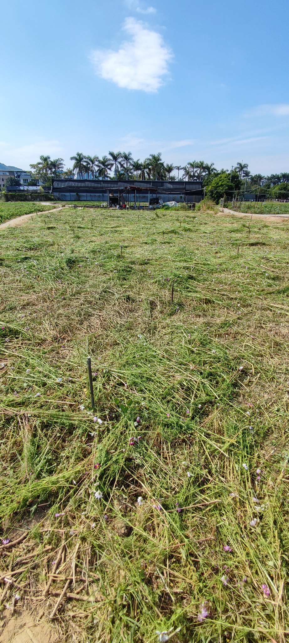 花田已被場主整幅剷走。網民Angel Chan圖片