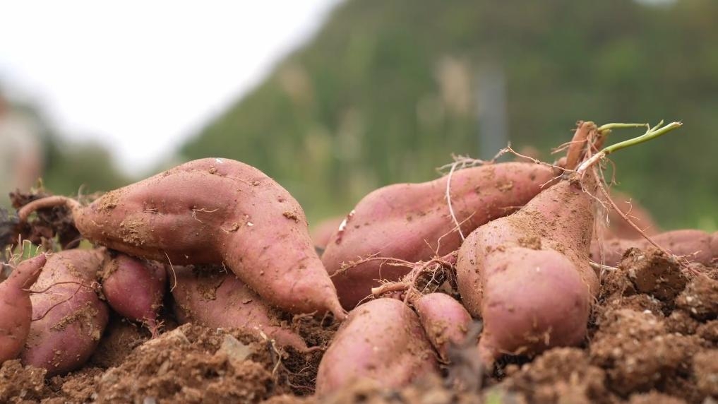 番薯。 新华社资料图 番薯。 新华社资料图