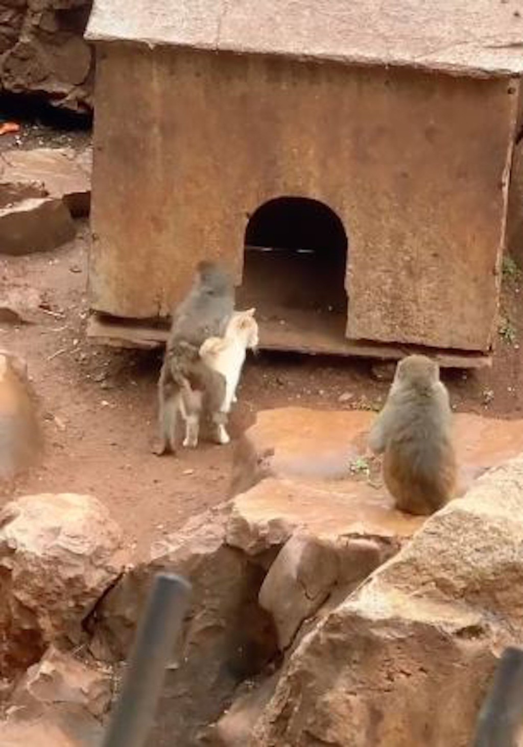 昆明动物园称会采用诱捕将猫移出猴山。