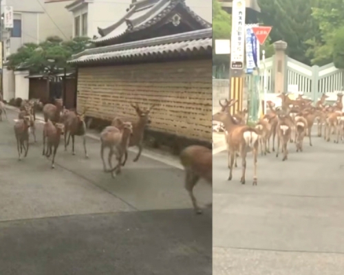 奈良有50隻鹿離開公園在市區亂闖。網上圖片