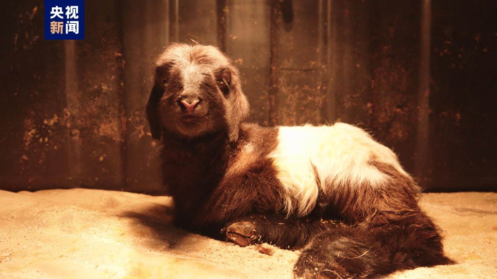 初生的複製藏羊重3.4公斤。 央視