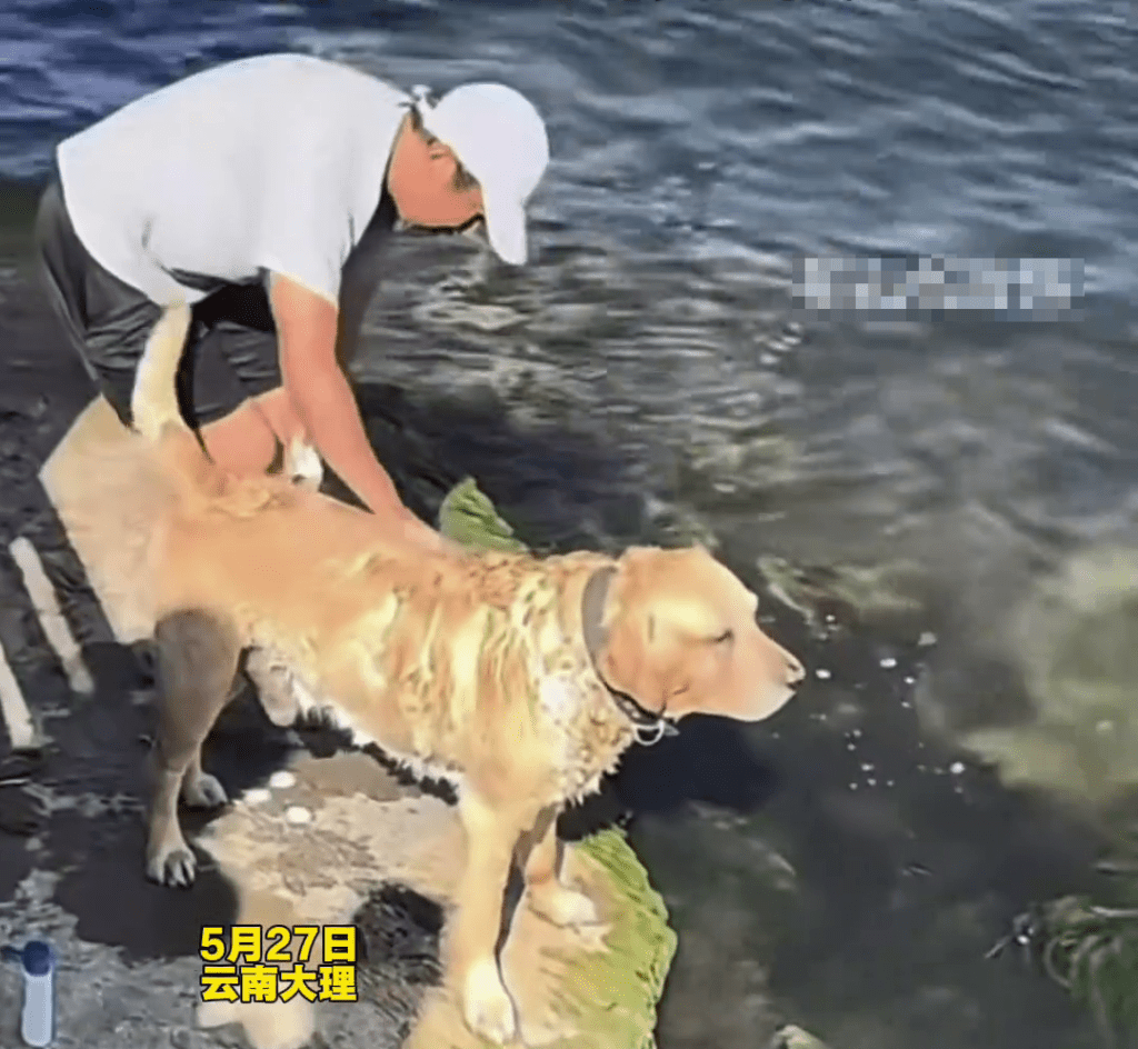 缺德男大理洱海边帮狗洗澡。 缺德男大理洱海边帮狗洗澡。