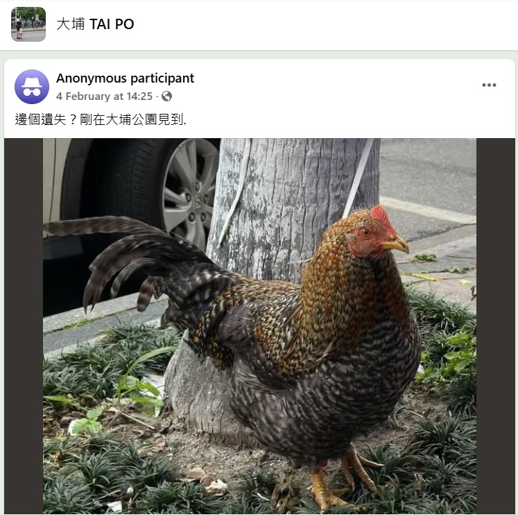 樓主帖文。fb「大埔 TAI PO」截圖