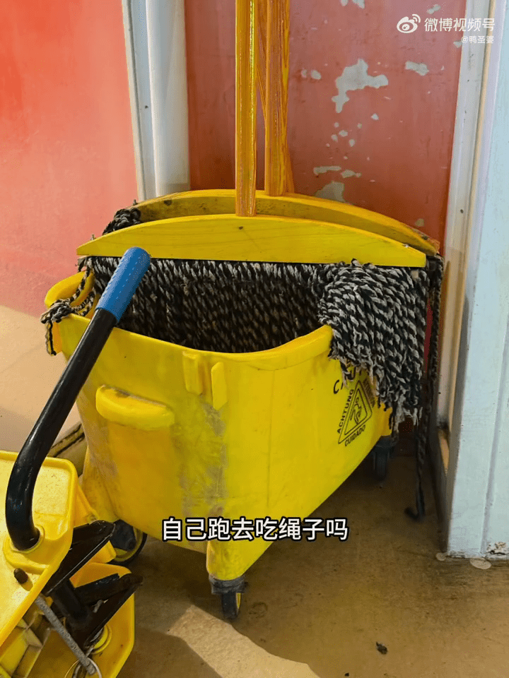 狗主稱金毛犬體內有疑似涉事餐館地掃把的繩子。 狗主稱金毛犬體內有疑似涉事餐館地掃把的繩子。