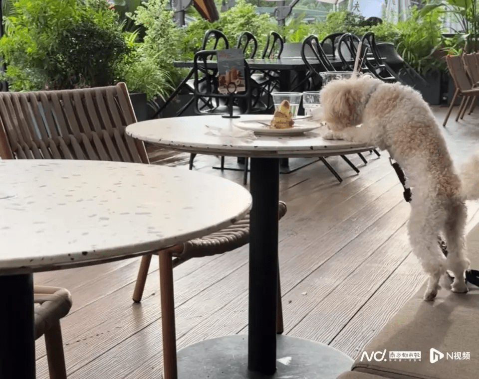 網友發布視頻截圖。 網友發布視頻截圖。