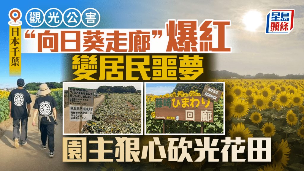 千葉向日葵走廊 | 爆紅花田變居民噩夢 園主狠心砍光 只剩告示牌