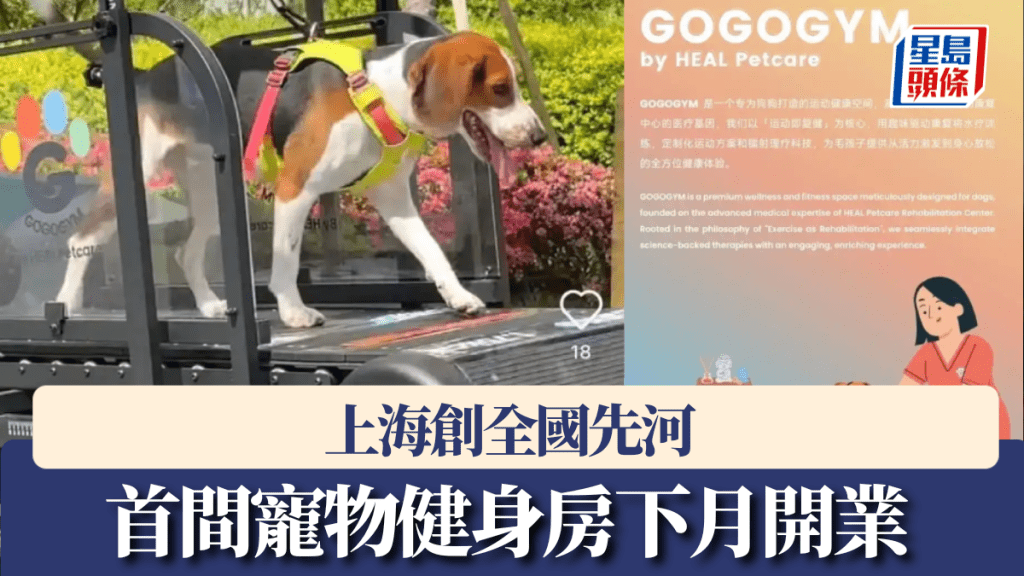 狗狗在健身器材上奔跑。九派新聞