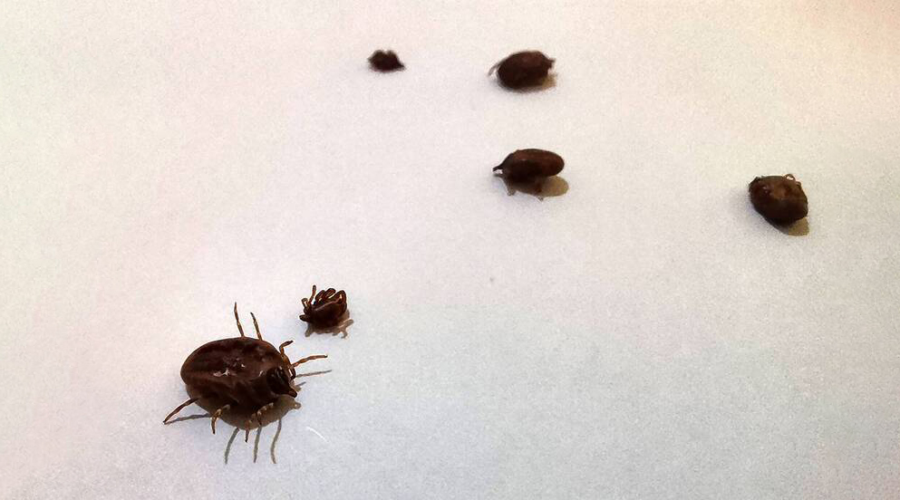 日本蜱蟲病患者人數創新高。法新社